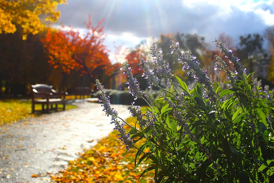 lavender, bunga-bunga, tanaman, berkembang, Daun-daun, alam, taman, jalan, jatuh, musim gugur, daun