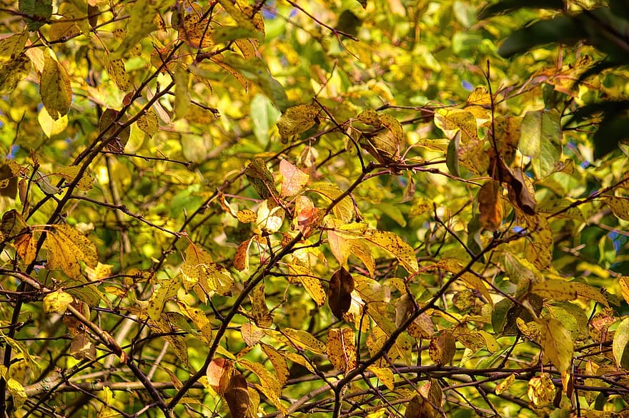 природа, есен, сезон, падане, дърво, на открито, листа, листо, жълт, гора, клон