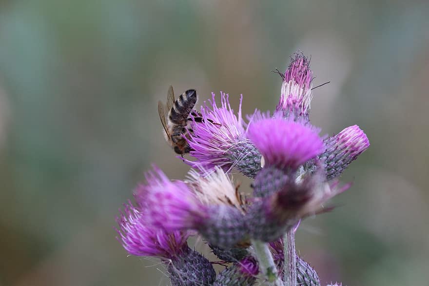 Thistle, Bee, Flowers, Purple Flower, Spear Thistle, Bull Thistle, Cirsium Vulgare, Plant, Nature, Garden, Flora
