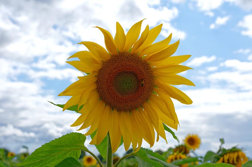 bunga matahari, pertanian bunga matahari, bunga kuning, musim panas