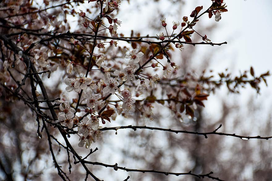 kersenbloesem, bloemen, de lente, roze bloemen, sakura, bloeien, bloesem, tak, boom, natuur, seizoen