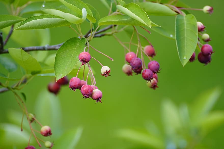 Amelanchier, Rock Pear, Fruit, Ripe, Nature, freshness, leaf, summer, close-up, green color, branch