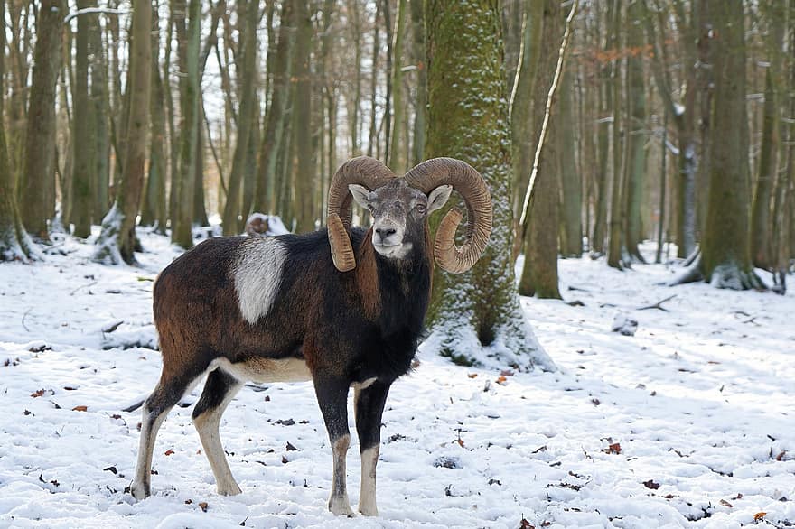 mouflon, djur-, skog, snö, vinter-