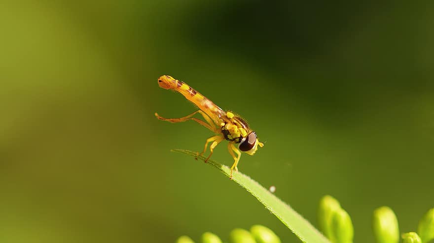 hoverfly, insekt, närbild, trädgård, vinge, bi, sommar, makro, pollinering, djurvärlden, flyga