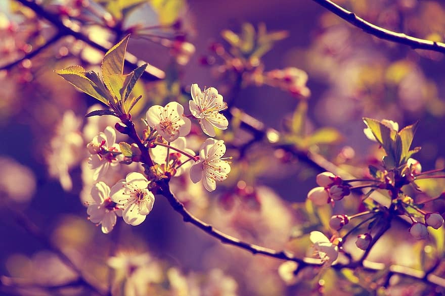 ดอกไม้, บุปผา, ดอกไม้สีชมพู, ธรรมชาติ, ฤดูใบไม้ผลิ, ใกล้ชิด, สาขา, ปลูก, ใบไม้, ต้นไม้, ฤดู