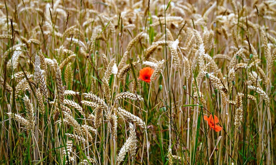 Cereals, Field, Cornfield, Arable, Nature, Landscape, Poppies
