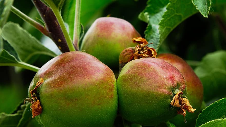 manzana, árbol de manzana, Fruta, Árbol de frutas, maduro, kernobst gewaechs, rojo, naturaleza, sano, Apfelernte, flor de manzana