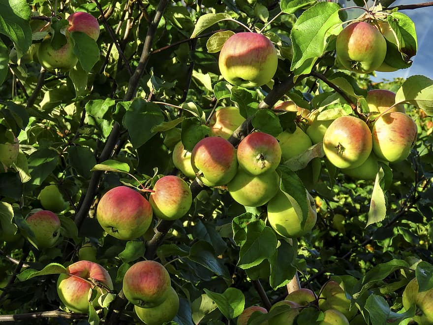 mele, albero, frutta, natura, giardino, vitamine, salutare, raccogliere, fresco, maturo