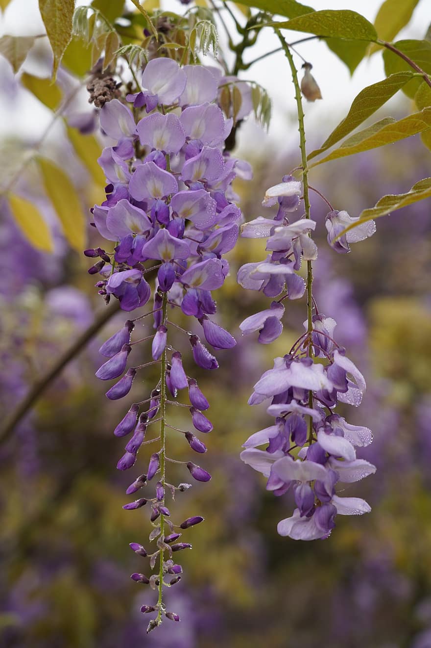 Purple Flowers, Inflorescence, Flowers, Petals, Purple Petals, Bloom, Blossom, Flora, Floriculture, Horticulture, Botany