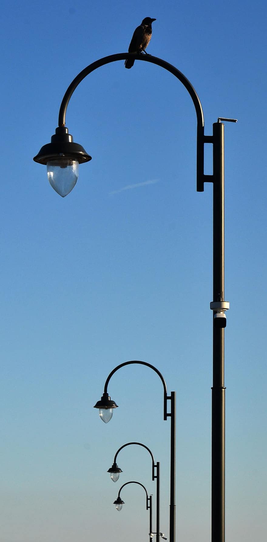 Crow, Sky, Lamppost, Bird, lantern, electric lamp, blue, street light, silhouette, seagull, pole