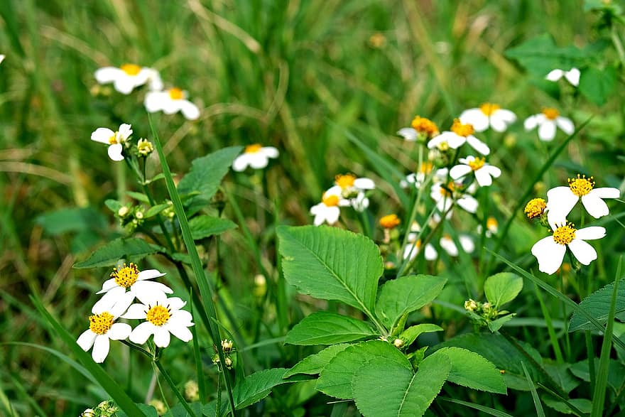 koiranputkea, kukat, valkoiset kukat, niitty, lehdet, terälehdet, valkoiset terälehdet, kukinta, kukka, kasvisto, kasvi