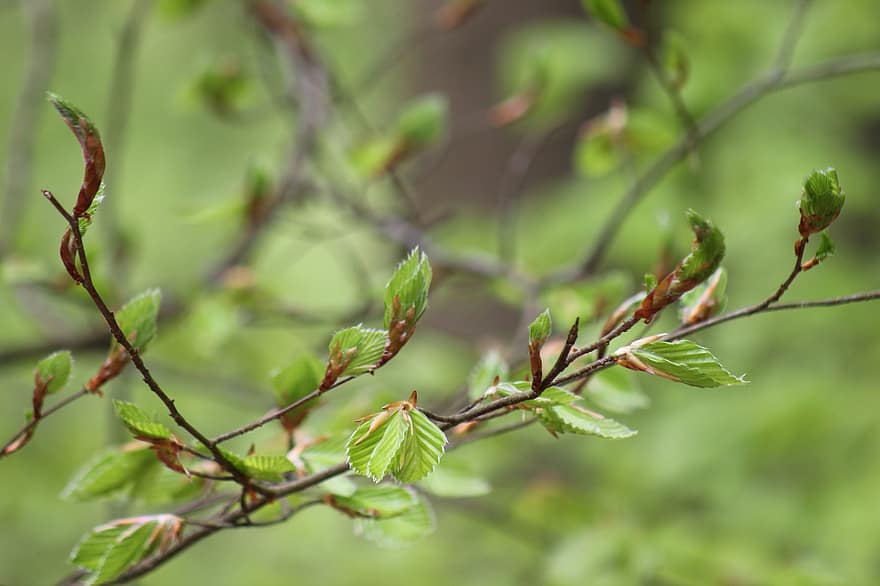 Beech Leaves, Foliage, Leaves, Spring, leaf, tree, green color, plant, branch, close-up, springtime