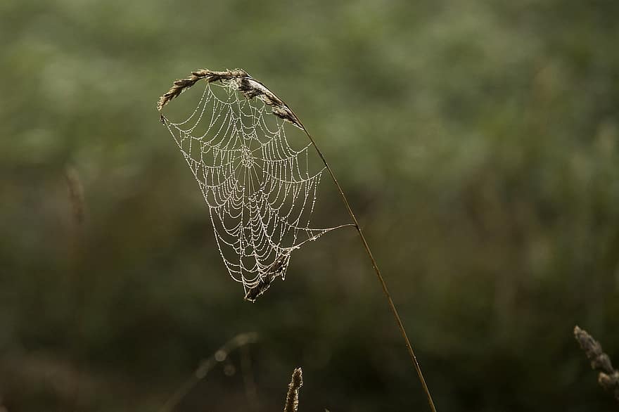 pavoučí síť, Příroda, detail, pavouk, rosa, pokles, makro, rostlina, list, tráva, zelená barva