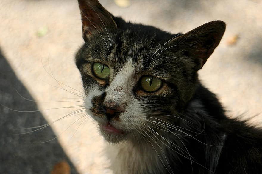 kaķis, dzīvnieku, klaiņojošs, ūsas, zaļas acis, sejas, klaiņojošs kaķis, ielas kaķis, iekšzemes, kaķi, zīdītāju