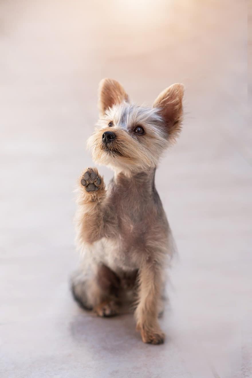 Yorkshire Terrier, Yorkie, Puppy, Dog, Pup, Pet, Cute, Animal, Small Dog, Young Dog, Mammal
