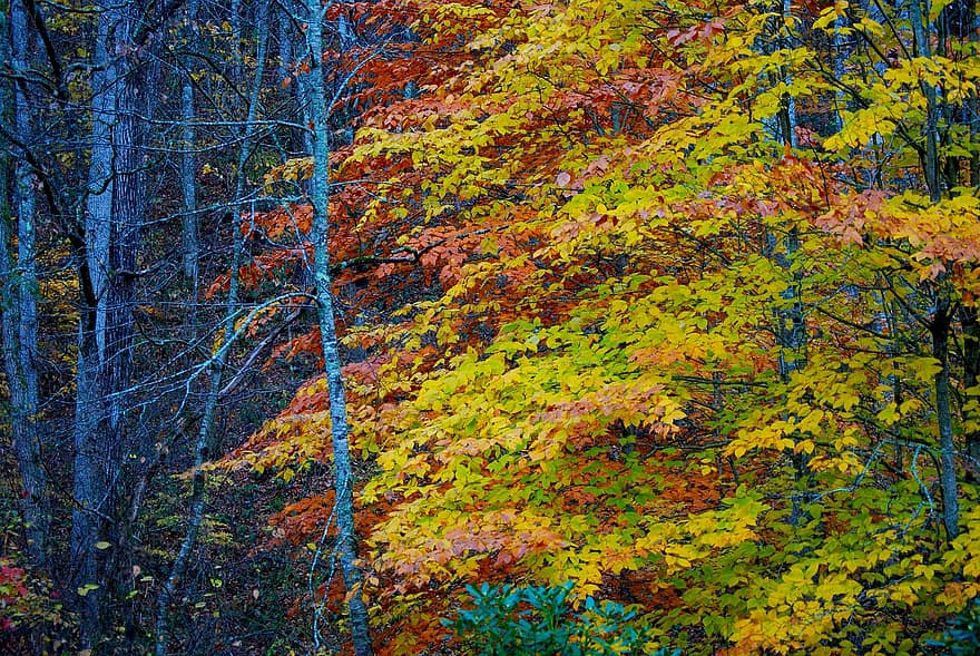 φύλλα, δέντρα, πτώση, φθινόπωρο, πολύχρωμα