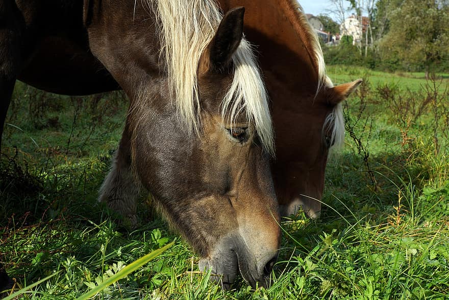 Horse, Grazing, Pasture, Animal, farm, grass, rural scene, meadow, stallion, mare, animal head