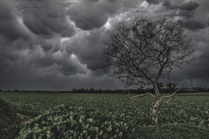 albero, campo, tempesta, cielo, nuvole, paesaggio, brutto tempo, agricoltura