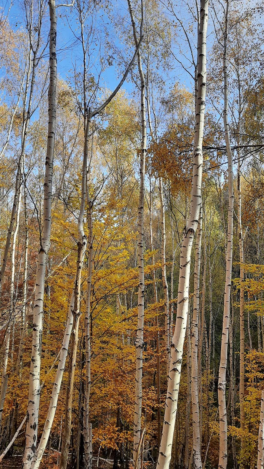 birketræer, birk lund, Skov, efterår, træer, natur, birk, hvidt træ, træstammer, træ, gul