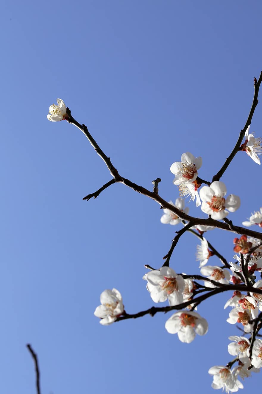 Spring, Plum Blossom, Seasonal, Tree, Bloom, Blossom, Flowers, Growth