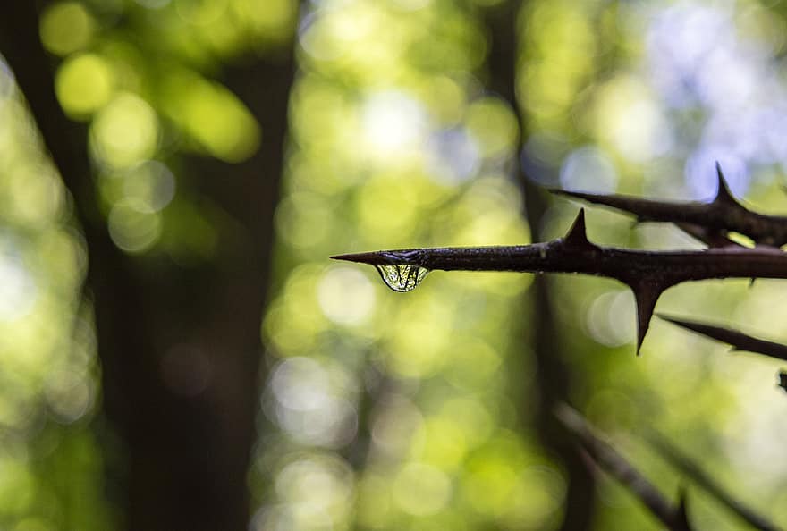 Point, Sharp, Thorn, Water Droplet, Jagged, Bokeh, Nature, Forest, Rain, Thorny, Silhouette