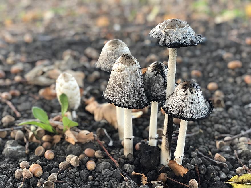 houby, houba, mykologie, podzim, Příroda, detail, sezóna, rostlina, les, neobdělávaný, růst