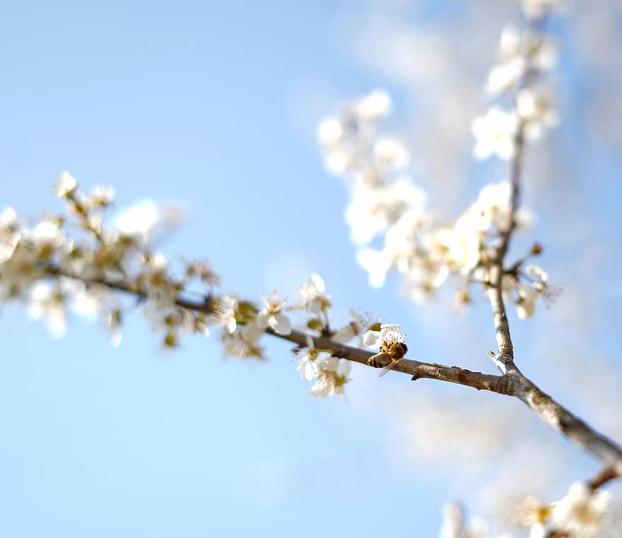 ramo fiorito, fiori di ciliegio, fiori bianchi, pianta, primavera, avvicinamento, ramo, fiore, albero, stagione, fiorire
