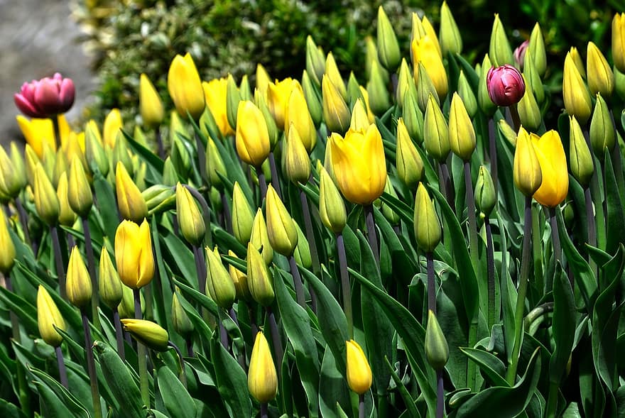 Blumen, Tulpen, Blütenknospen, blühende Blumen, Garten, Natur, grüne Farbe, Pflanze, Blume, Tulpe, Frühling