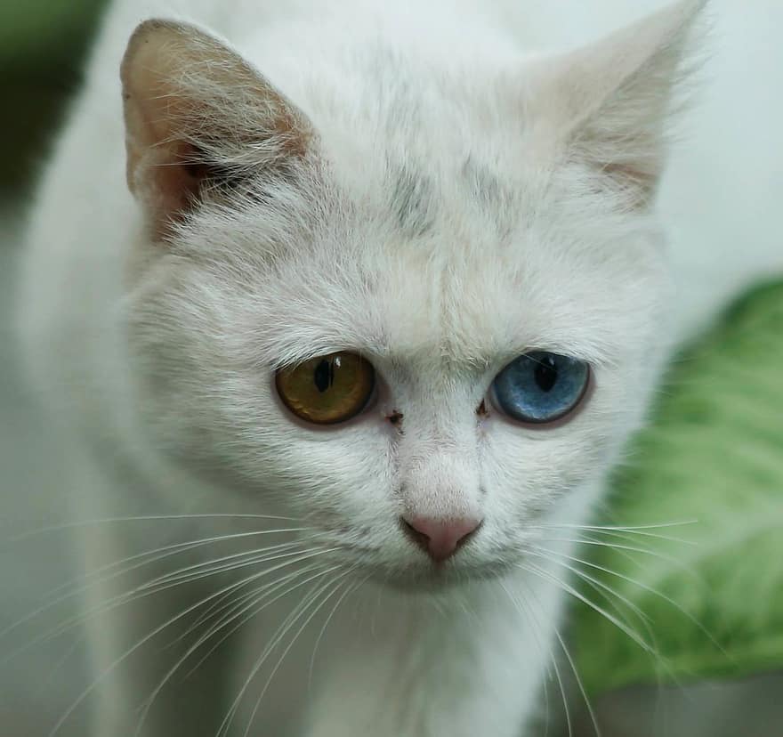 pisică, animal de companie, felin, animal, blană, Kitty, ochi, pisica alba, mustati, intern, pisica domestica