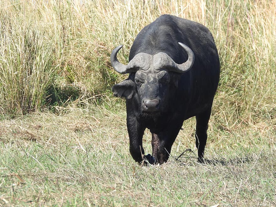 vand bøffel, dyr, Mark, sort vandbøffel, cape buffalo, bøffel, tyr, dyreliv, vild, pattedyr, ødemark