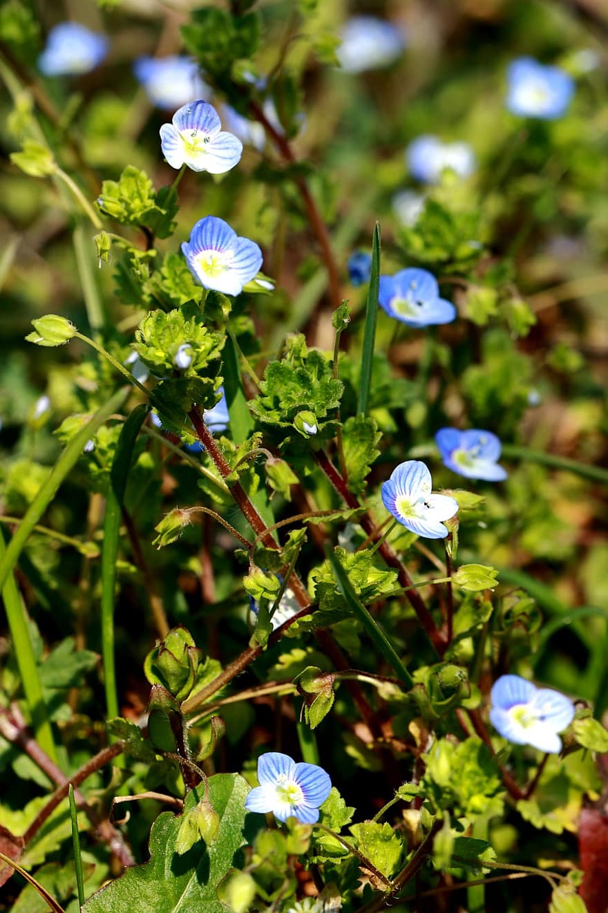 babyblå øjne, Nemophila Menziesii, blå blomster, forår, Krydderurt, eng, have, blomst, plante, grøn farve, sommer
