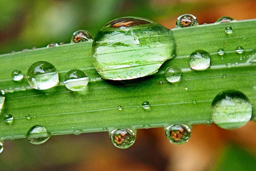 kapky vody, tráva, déšť, mokré, list