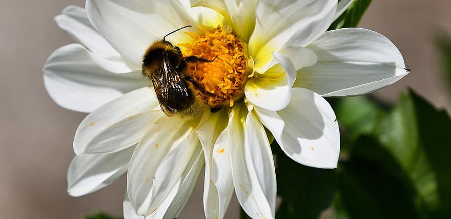 Abellot, insecte, Família Apidae, Recerca de pol·len, succió de nèctar, polinitzadors, flor, macro, mel, jardí, Insecte pelut