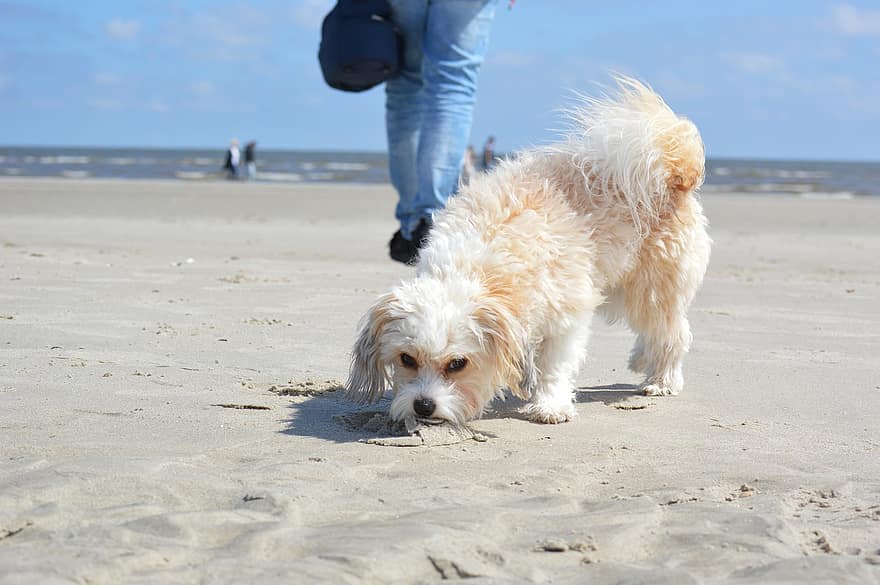 koira, lemmikki-, ranta, eläin, kotimainen koira, nisäkäs, söpö, rannikko, hiekka, Pohjanmeri, Sankt-Peter-Ording
