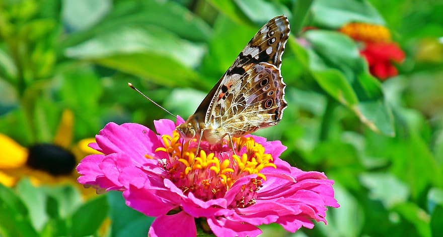 насекомо, пеперуда, ентомология, цвете, опрашване, крила, макро, циния, едър план, многоцветни, лято