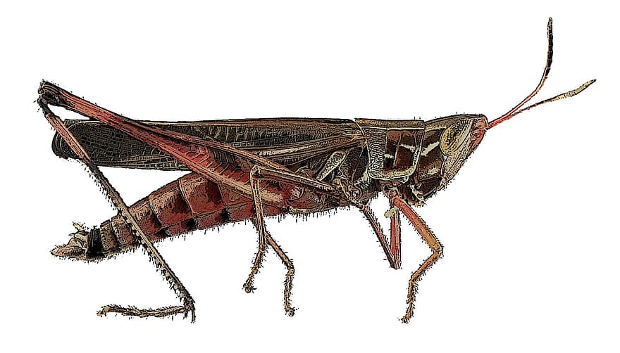 insekt, cricket