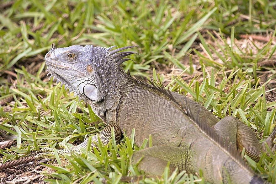 iguana, lagartija, reptil, animal, naturaleza, continuar, de cerca, animales en la naturaleza, al aire libre, clima tropical, color verde