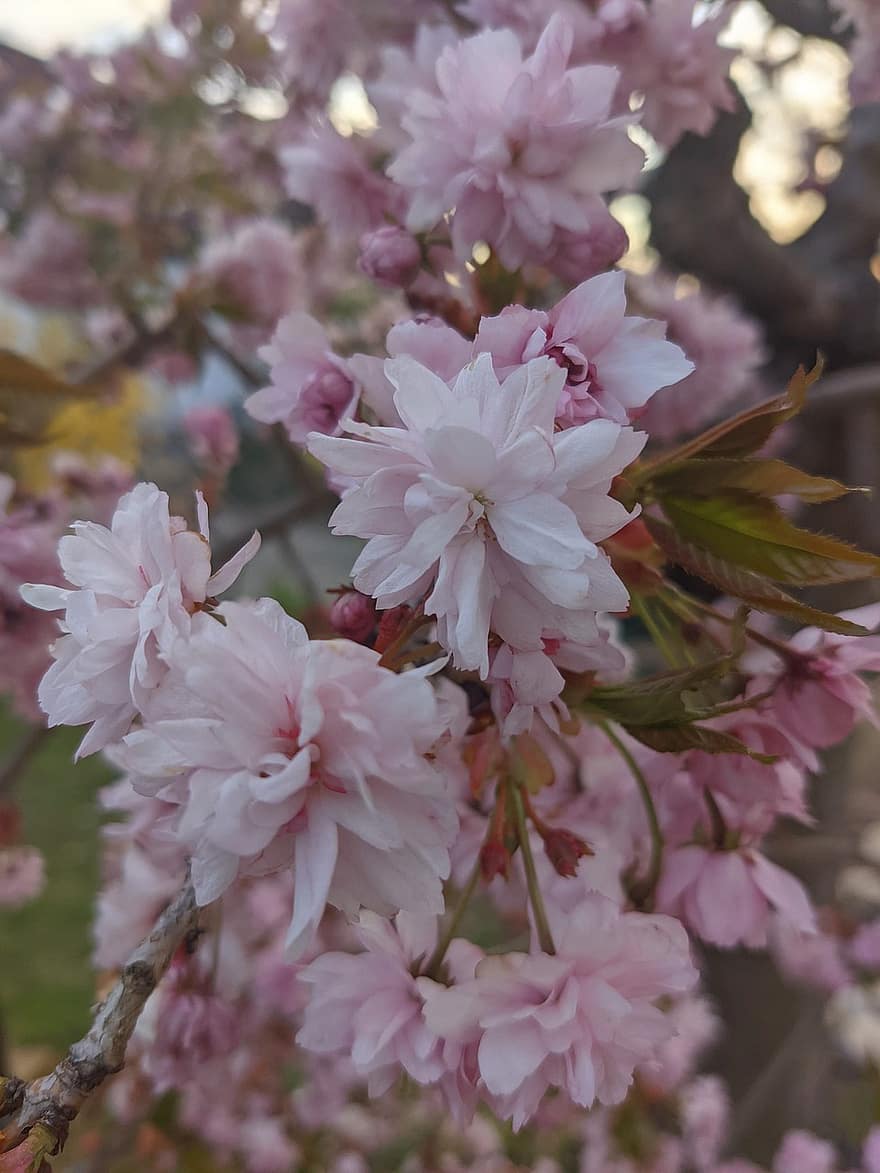 Cherry Blossoms, Pink Flowers, Flowers, Nature, Garden, Close Up, Blossoms, Bloom, close-up, flower, plant