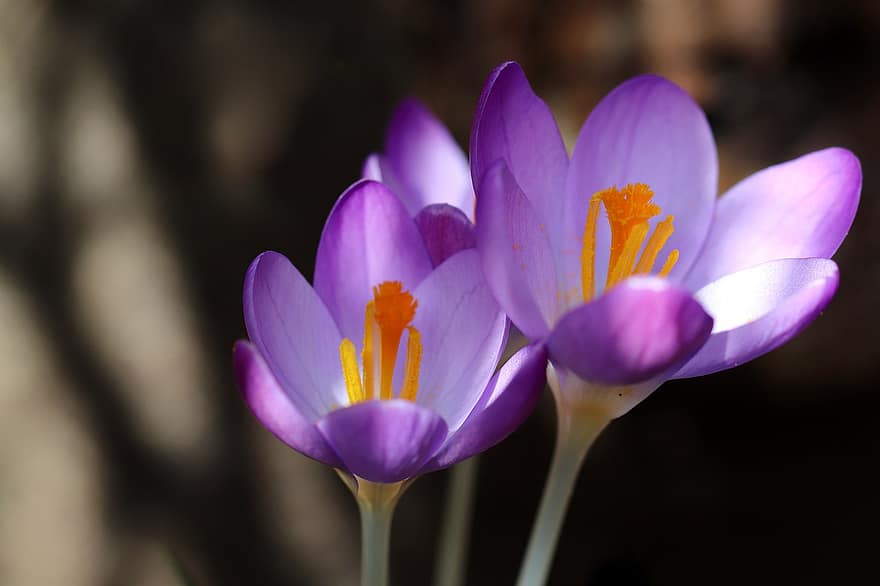 croco, petali, fiori viola, segni di primavera, fioritura precoce, fiorire, fioritura, flora, primavera, natura, fiore