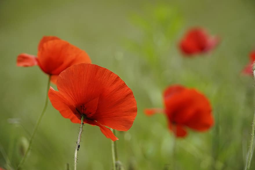 Poppies, Flowers, Red Poppies, Red Flowers, Petals, Red Petals, Bloom, Blossom, Flora, Nature, Close Up