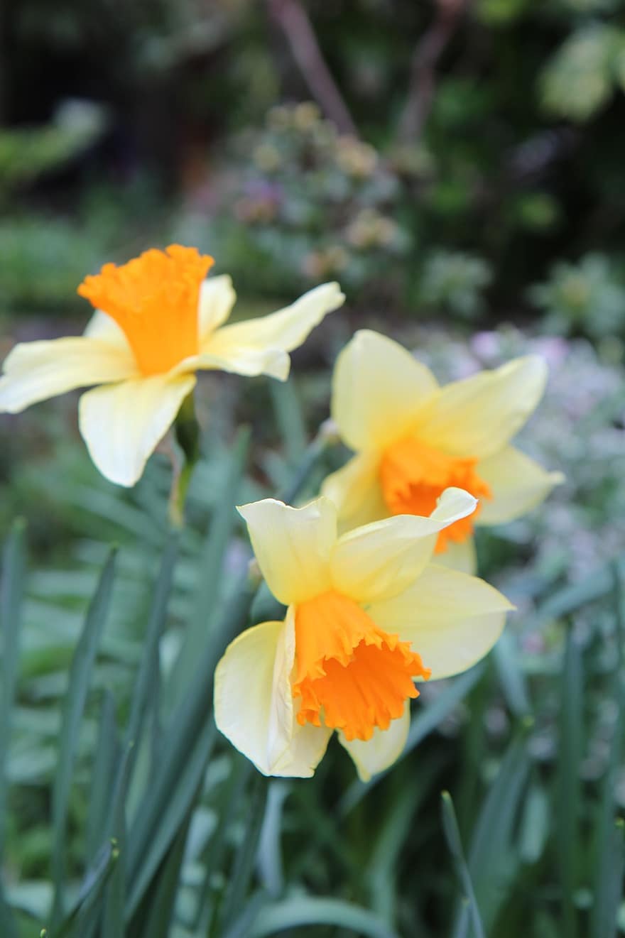 narcis, Narcissus bi-colours, žárovky, jaro