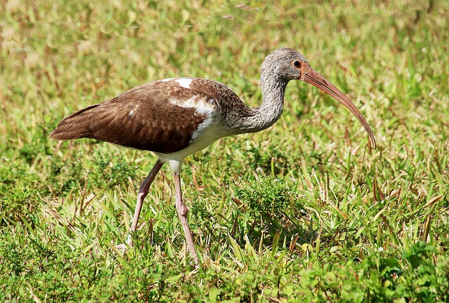 ibis, græs, fugl, natur, aviær