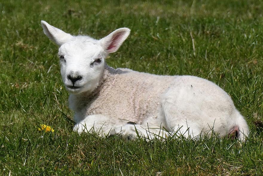 gyvūnas, avių, Texel avys, žinduolių, rūšis, fauna, laukinės gamtos