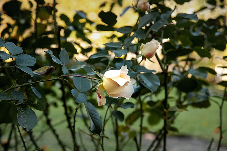 τριαντάφυλλο, κήπος με τριαντάφυλλα, κίτρινα τριαντάφυλλα, κήπος, τριαντάφυλλα ροδάκινου, ταπετσαρία