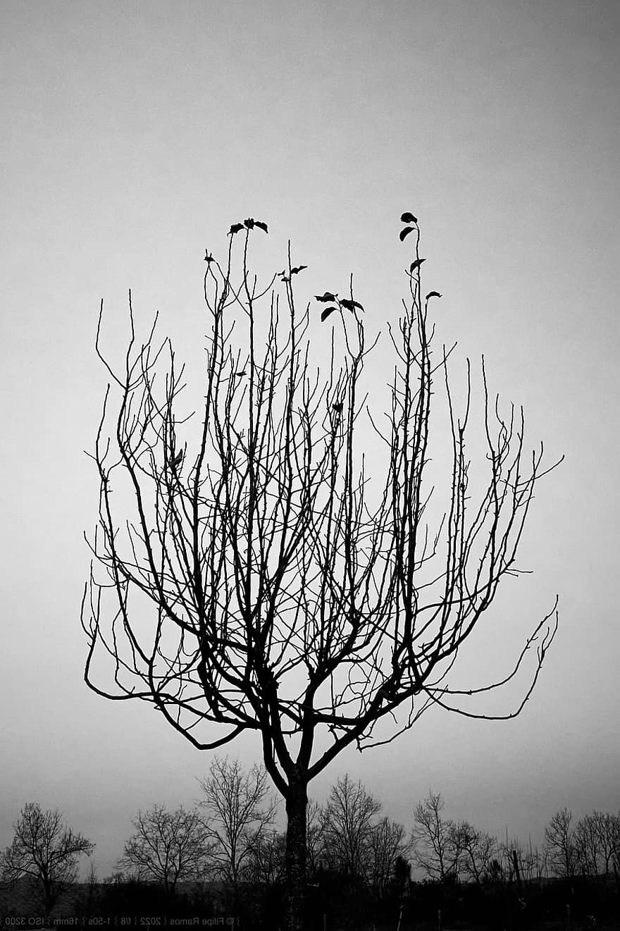 Tree, Sky, Silhouette, Monochrome, Winter, Twilight, branch, black and white, autumn, back lit, illustration