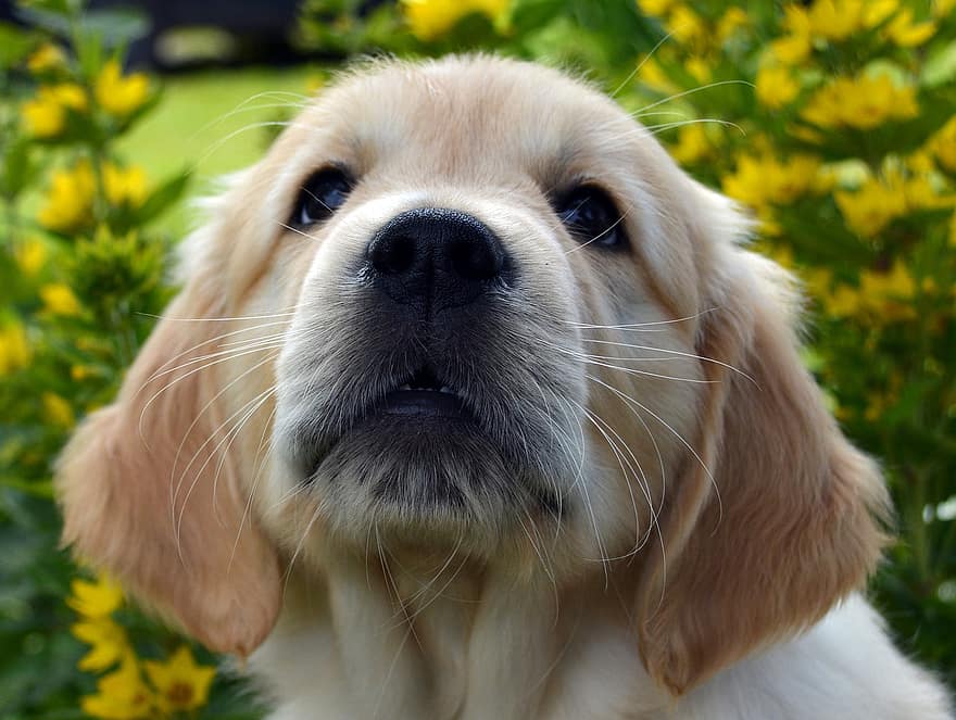 Dog, Lab, Puppy, Golden Retriever, Retriever, Animal, Golden, Grass, Pet, Cute, Outdoor