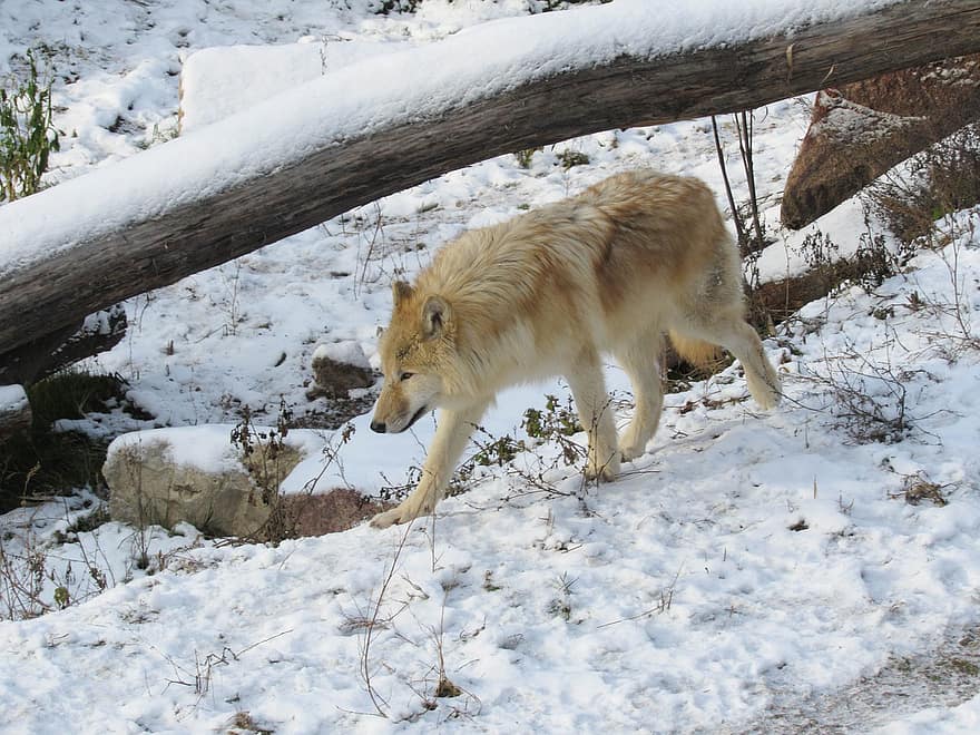 Loup, hiver, prédateur, la nature, animaux, zoo, Kharkov, Ukraine, neige, Arctique, canis lupus tundrarum