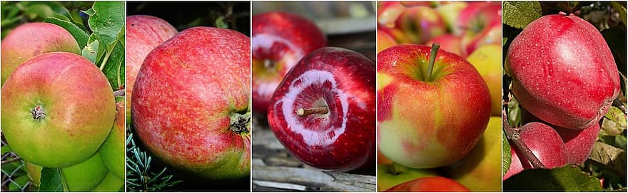 jabłko, owoce, jabłka, dieta, utrata masy ciała, Zielony, kolaż żywności, jedzenie, zdrowy, organiczny, świeży owoc
