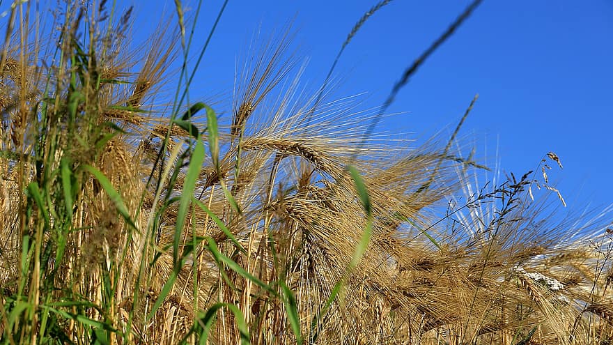 Barley, Cereals, Agriculture, Barley Field, Food, Nutrition, Harvest, Field, Nature, Grass, Agricultural