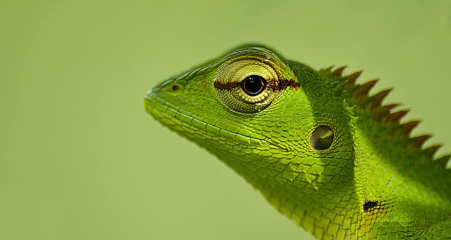Lizard, Green, Reptile, Scales, Eye, Close Up, Fauna, Wild, Animal, Wild Animal, Wildlife